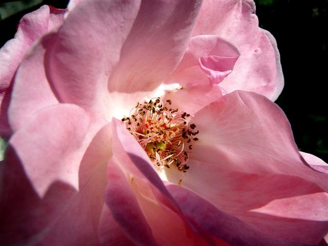 coeur de fleur.jpg